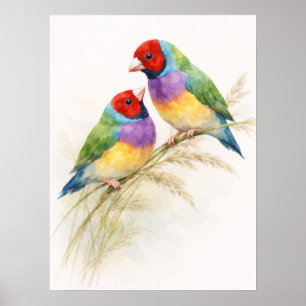 Two Colourful Gouldian Finch Birds Poster