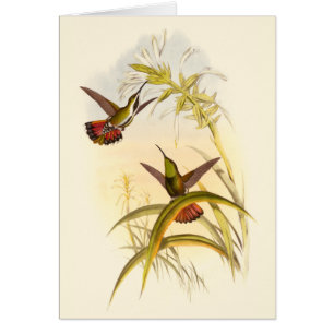 Two Colourful Hummingbirds Aiming for Same Flower