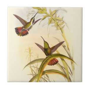 Two Colourful Hummingbirds Aiming for Same Flower Ceramic Tile