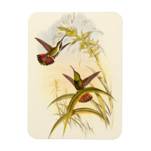 Two Colourful Hummingbirds Aiming for Same Flower Magnet