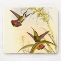 Two Colourful Hummingbirds Aiming for Same Flower