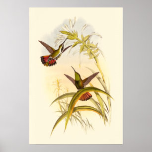 Two Colourful Hummingbirds Aiming for Same Flower Poster
