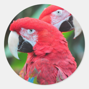 Two colourful macaw parrots classic round sticker