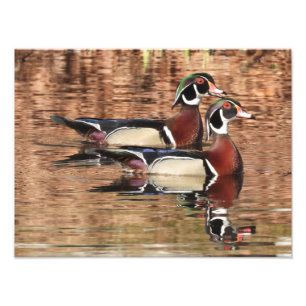 two Colourful Male Wood Ducks swimming on a pond Photo Print