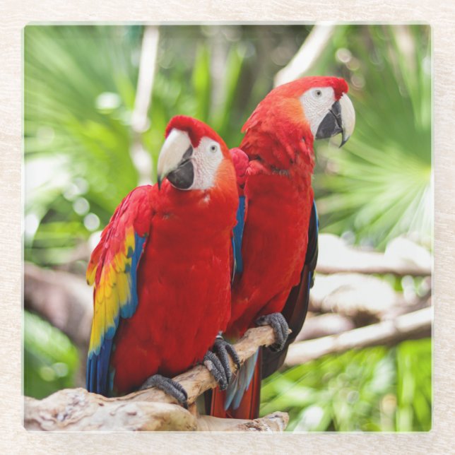 Two Colourful Parrots on a Tree Branch Glass Coaster (Front)