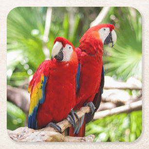 Two Colourful Parrots on a Tree Branch Square Paper Coaster