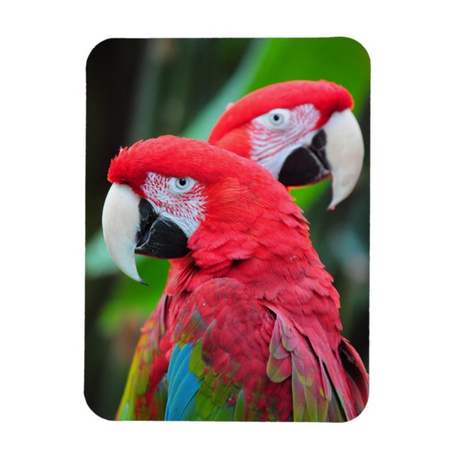 Two colourful parrots print magnet (Vertical)