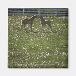 Two colts in field magnet