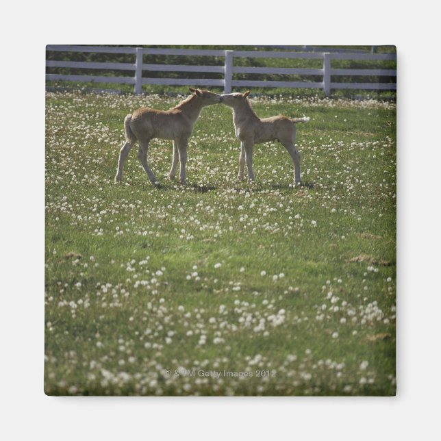 Two colts in field magnet (Front)