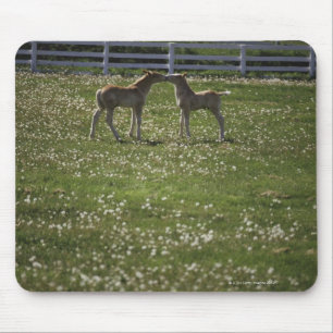 Two colts in field mouse pad
