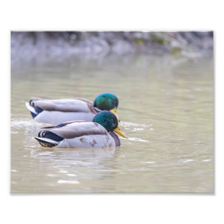 Two colvert ducks photo print