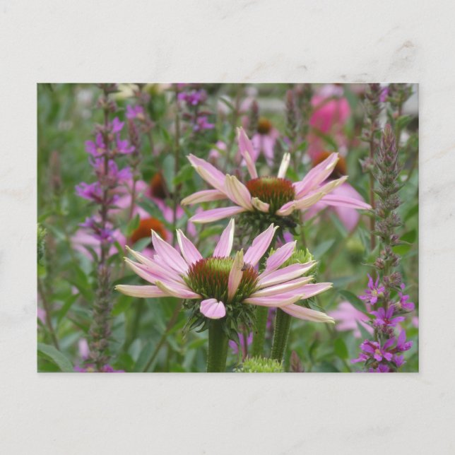 Two Coneflowers & Wildflowers DIY Postcard (Front)