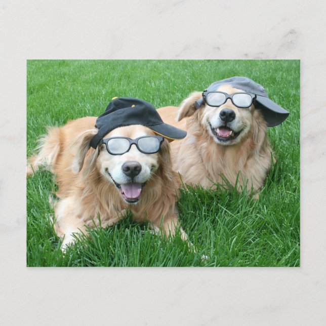 Two Cool Golden Retrievers in Hats and Sunglasses Postcard (Front)