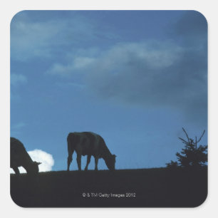 Two cows in silhouette grazing on hillside square sticker