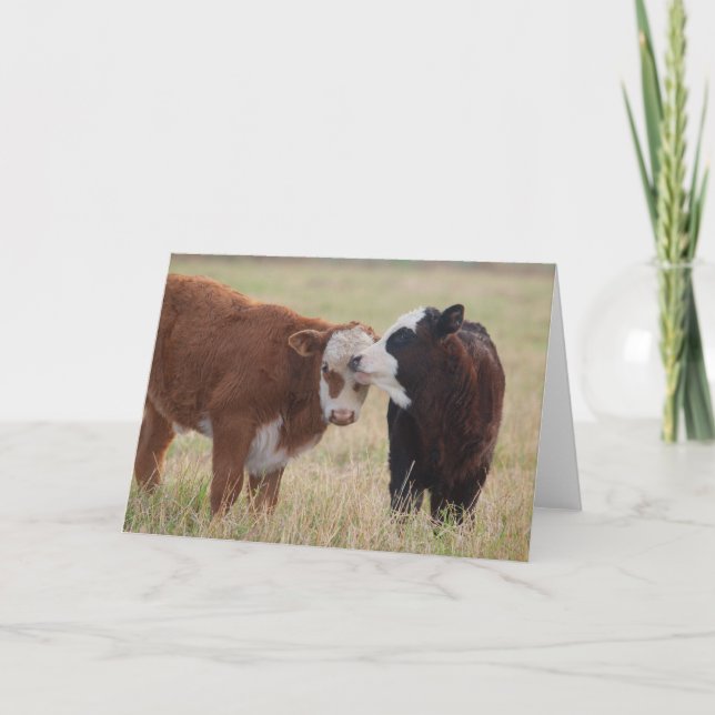 Two Cows Nuzzling Card (Front)