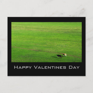 Two Cows on Panoramic Pasture Holiday Postcard