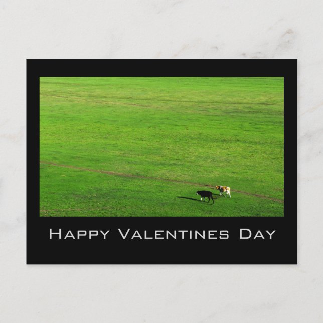 Two Cows on Panoramic Pasture Holiday Postcard (Front)