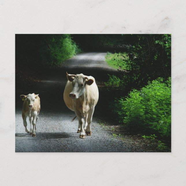 Two Cows on the Bummel Postcard (Front)