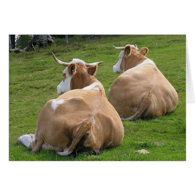 Two Cows Resting (Front Horizontal)