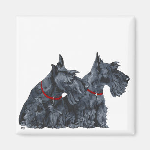 Two Curious Scottish Terriers Magnet