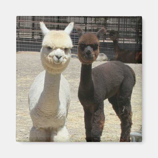 Two Cute Alpacas Magnet (Front)