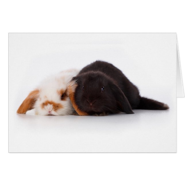 Two cute baby bunnies (Front Horizontal)