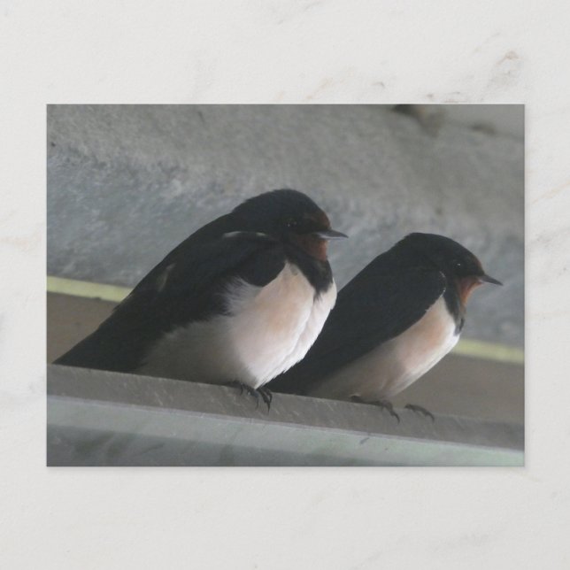 Two Cute Barn Swallows DIY Postcard (Front)