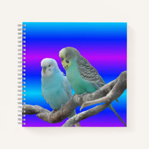 Two Cute Budgerigar Birds Notebook