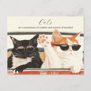 Two Cute Cats  Postcard
