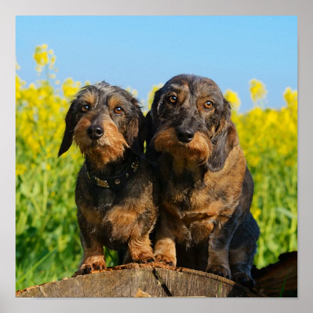 Two Cute Dachshund Dogs Dackel Head Portrait Photo Poster (Front)