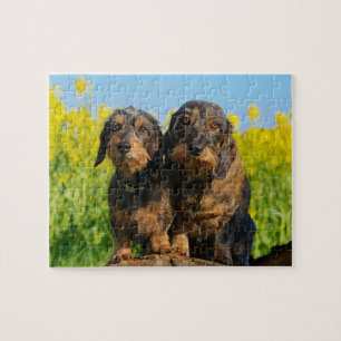 Two Cute Dachshund Dogs Dackel Photo - Game 8x10 Jigsaw Puzzle
