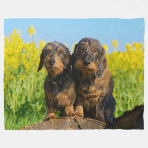 Two Cute Dachshund Dogs Dackel Portrait Photo soft Fleece Blanket