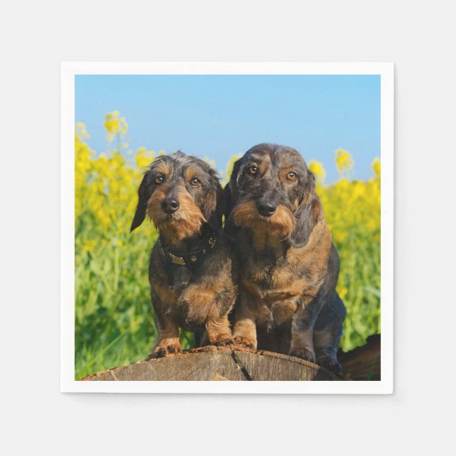 Two Cute Dachshunds Dogs Dackel Friends Pet Photo Napkin (Front)