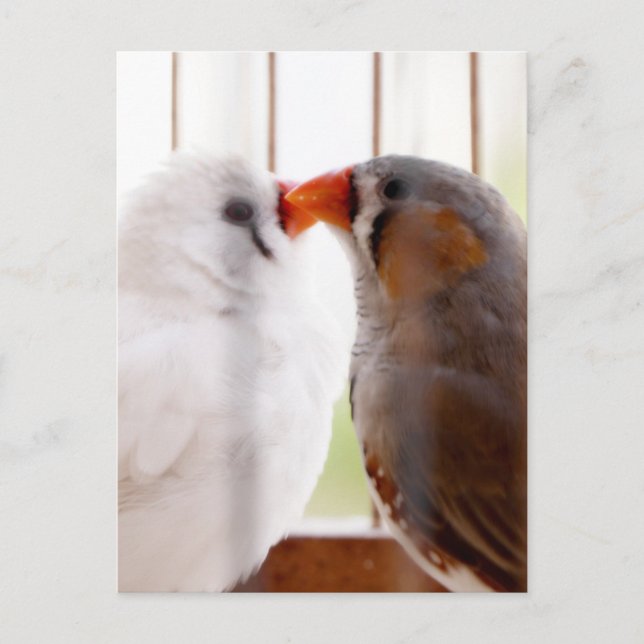 Two Cute Finch Birds in Cage  Postcard (Front)