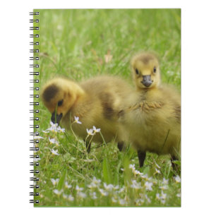 Two Cute Fluffy Goslings Notebook