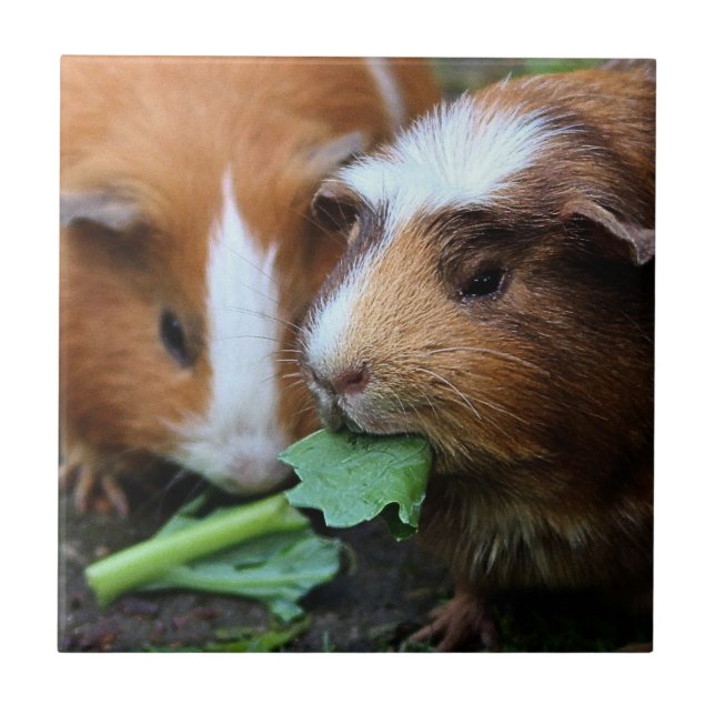 Two Cute Guinea Pigs Eating Greens Tile (Front)