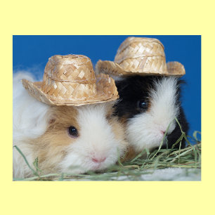 Two Cute Guinea Pigs Poster
