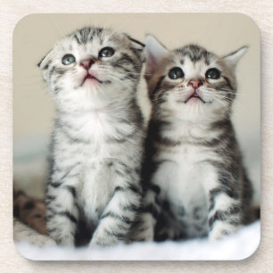 Two Cute Kittens Coaster