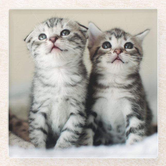 Two Cute Kittens Glass Coaster (Front)