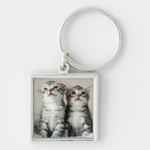 Two Cute Kittens Key Ring