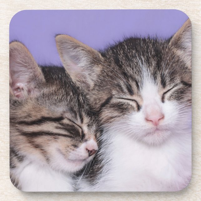 Two Cute Kittens Napping Coaster (Front)