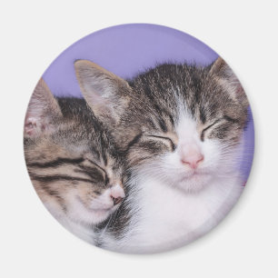 Two Cute Kittens Napping Magnet