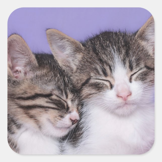 Two Cute Kittens Napping Square Sticker (Front)