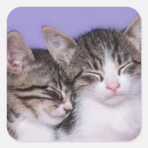 Two Cute Kittens Napping Square Sticker