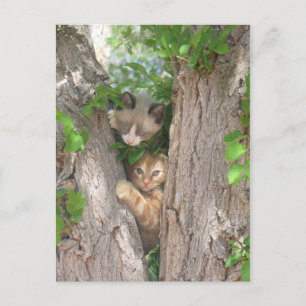 Two Cute Kittens on a Tree Postcard