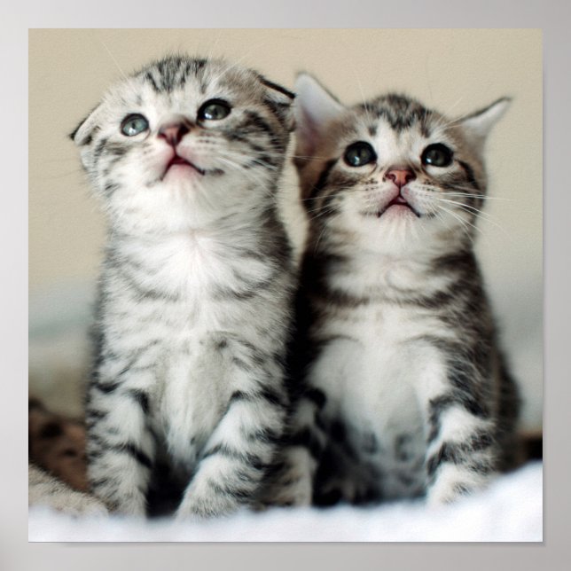 Two Cute Kittens Poster (Front)