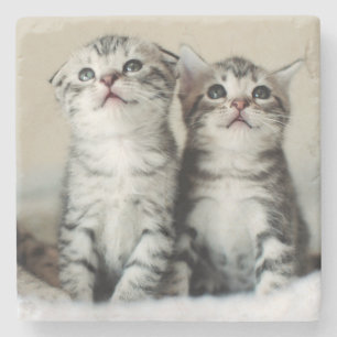 Two Cute Kittens Stone Coaster