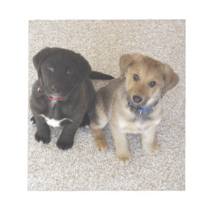 Two Cute Labrador Puppies Notepad