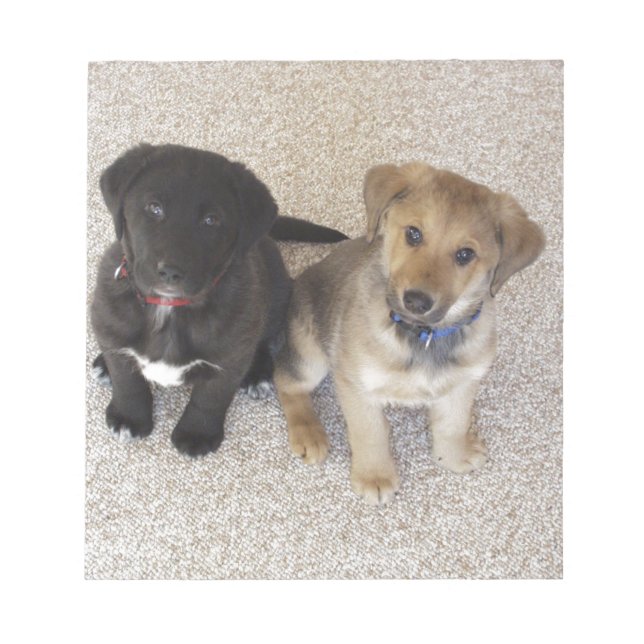 Two Cute Labrador Puppies Notepad (Front)