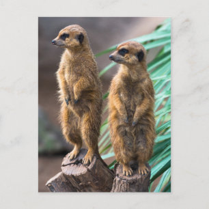 Two cute meerkats standing to attention postcard